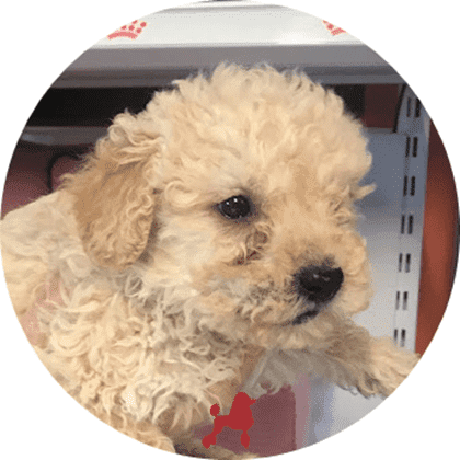 toy poodle