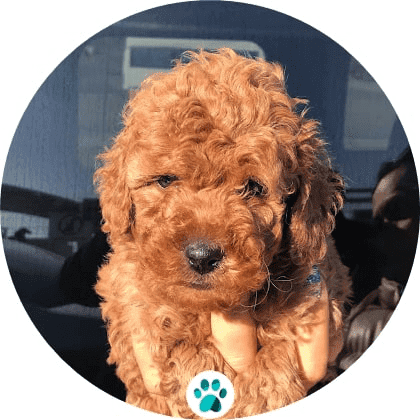 toy poodle bursa