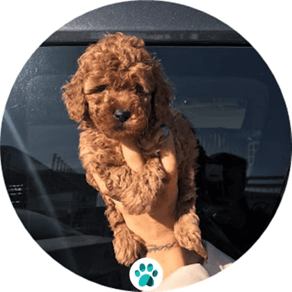 toy poodle fiyat