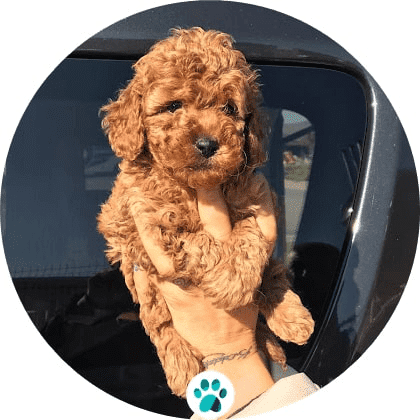 toy poodle fiyat