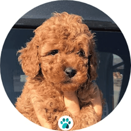 toy poodle fiyat