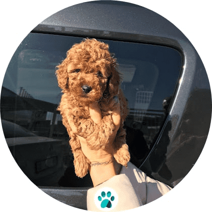 toy poodle fiyatları