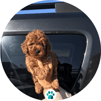 toy poodle yavruları