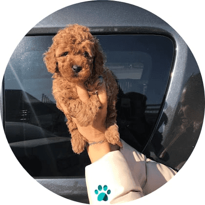 toy poodle yavru